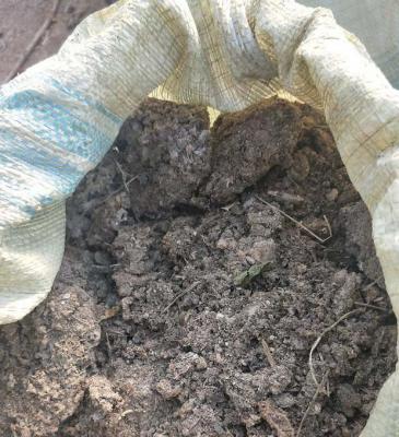 未腐熟的鸡粪对苹果有哪些危害？