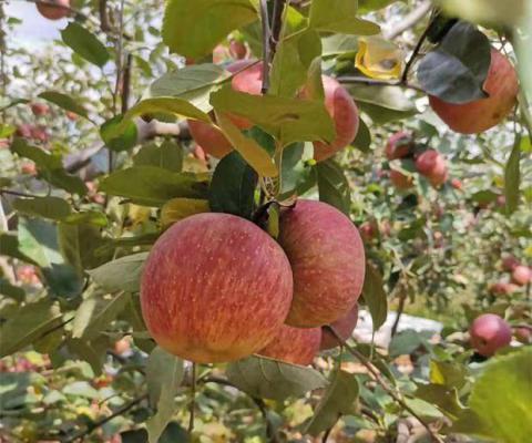 苹果使用“高脂钙膜”免套袋技术有哪些优点？