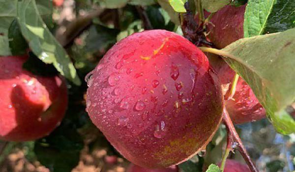 哪些因素会影响苹果果实着色？哪些措施可以促进苹果果实着色？