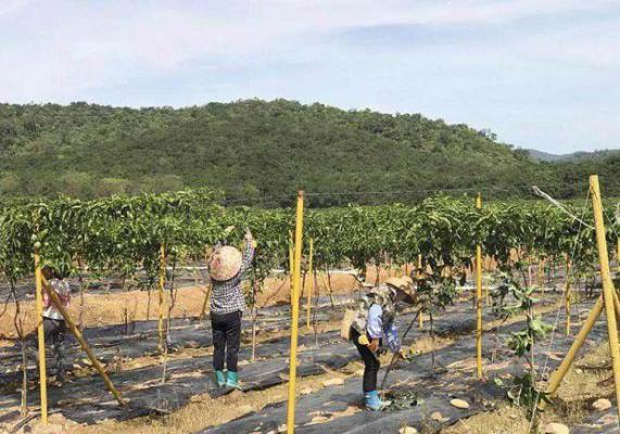 种植百香果用防草布有哪些优点？