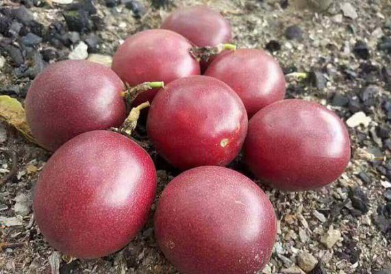 摘下的百香果还是青的如何催熟？