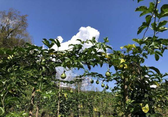 种植百香果适宜的海拔是多高？