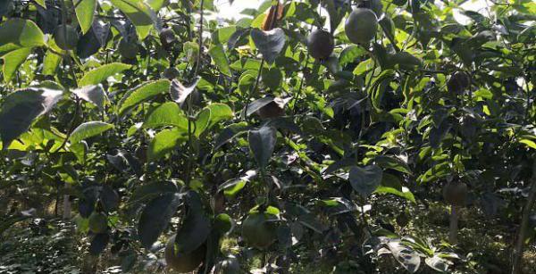 百香果的需肥特性是怎么样？