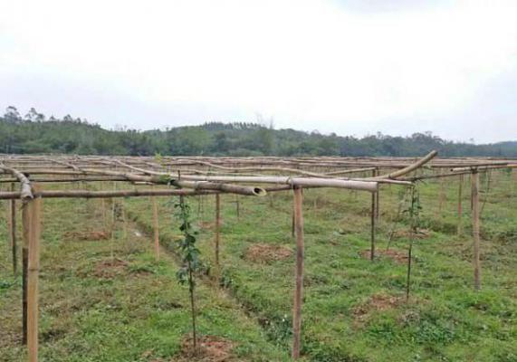 百香果园的草如何除？百香果园除草有几种方法？