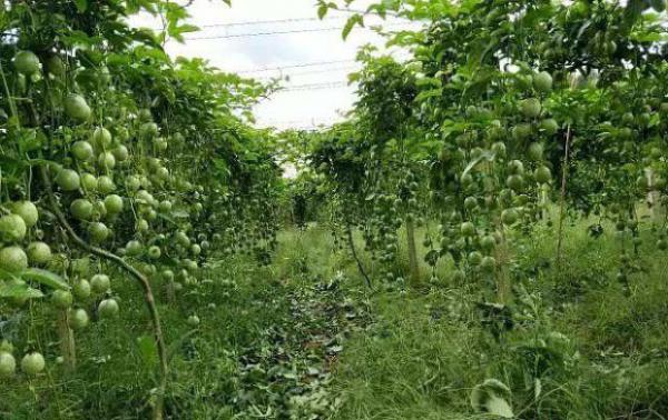 百香果一般在几月份成熟上市？