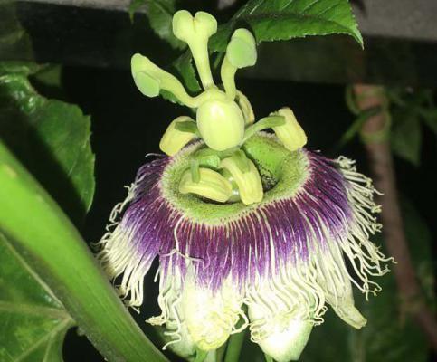 危害百香果花朵的害虫