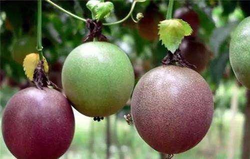 种百香果如何增加甜度？