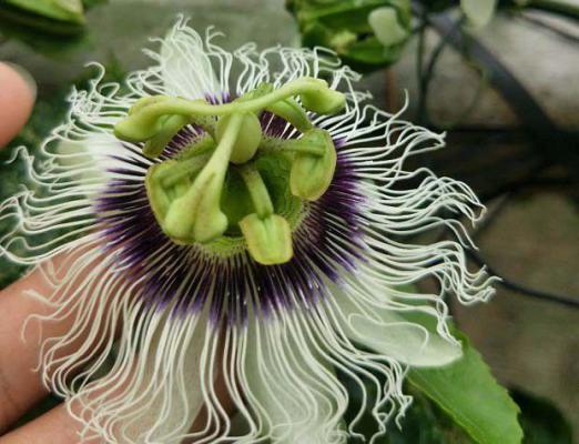 百香果打药多少天能放蜂？