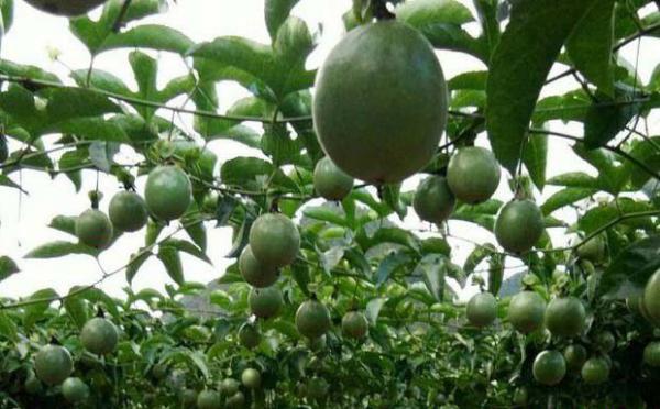 百香果施有机肥的好处有哪些？