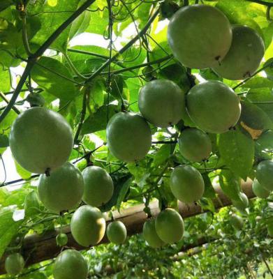 在百香果花果期需要施什么肥料？