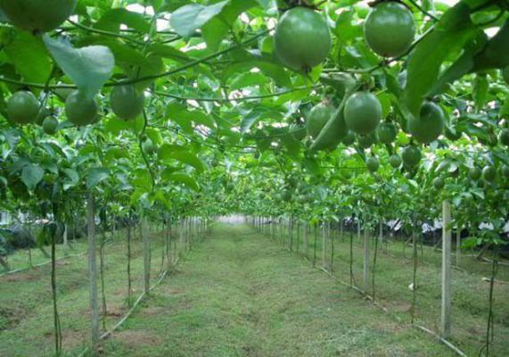 百香果园打药需要注意什么？