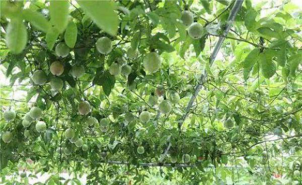 影响百香果花芽分化的原因有哪些？如何促进百香果花芽分化？