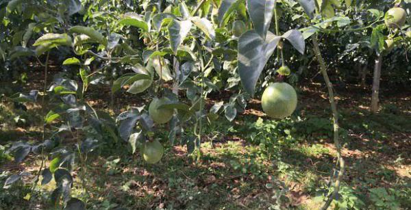 百香果坐果之后如何管理产量高？百香果坐果之后如何管理品质好？