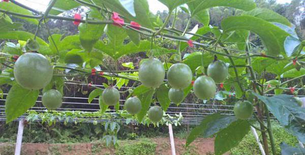 福建省气候适宜种植百香果吗？