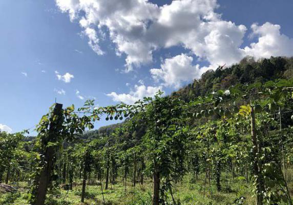 广东的气候条件适合种植百香果吗？