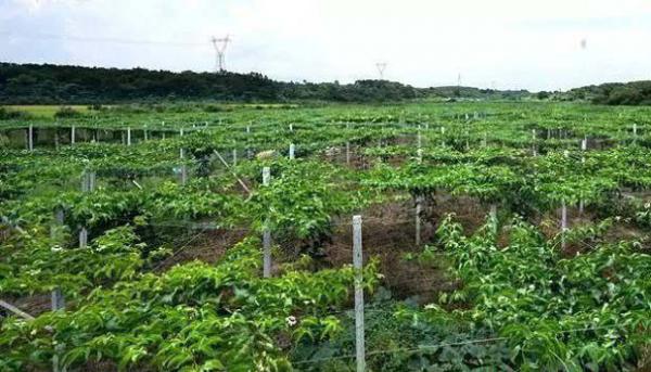 百香果突然枯萎的原因是什么？