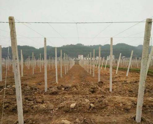 种百香果可以用羊粪肥吗？