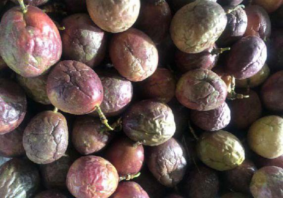 青色的百香果能吃吗？