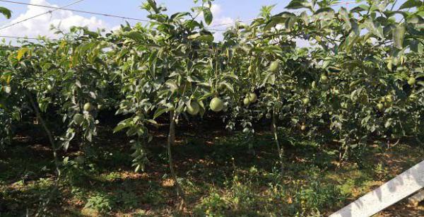 哪里产的百香果最好吃？