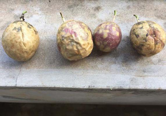 如何判断百香果是否坏了？