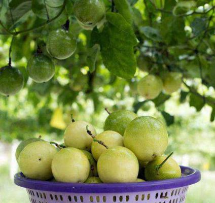 百香果能直接带壳冷冻吗？