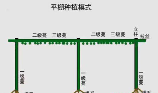 百香果双层垂帘式种植方法