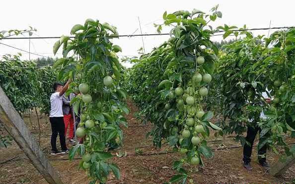 百香果篱笆式棚架种植有哪些优缺点？