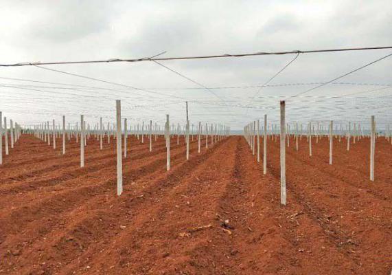 百香果种植前的准备工作有哪些？