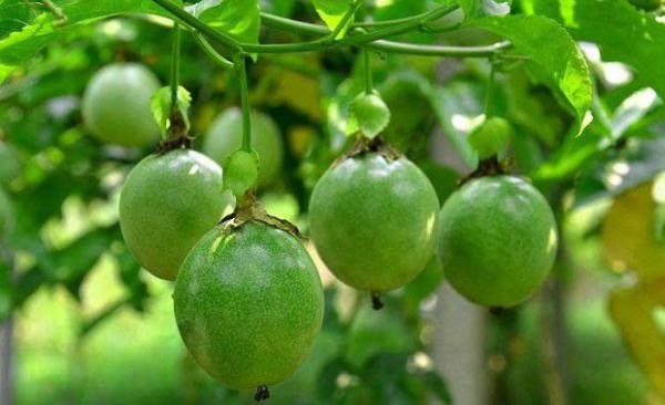 百香果每年能结几次果？