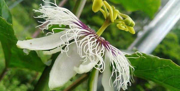 百香果从花苞到开花要多少天？