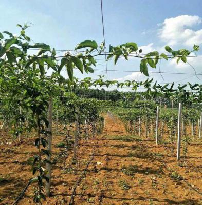 百香果还没开花要不要追肥？哪些措施能促进百香果开花？