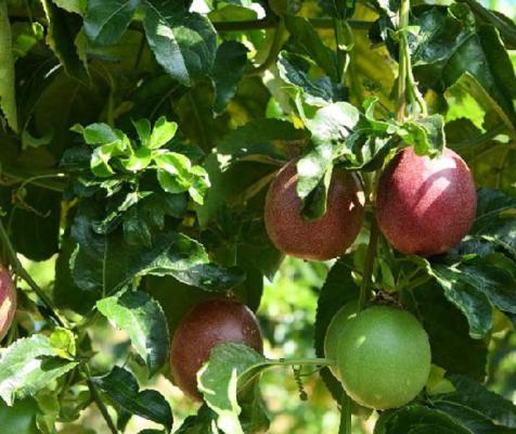 百香果开花后多久才成熟？