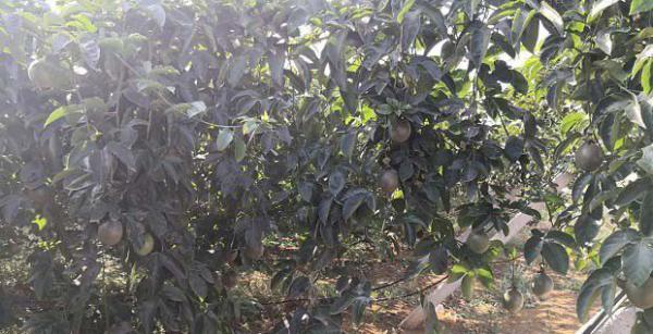 百香果坐果率低怎么办？