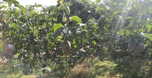 广西和云南的百香果各有哪些特点？