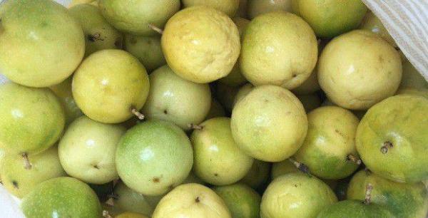 哪些人不能吃百香果？