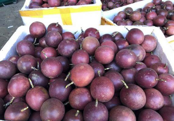 吃百香果能否降火？