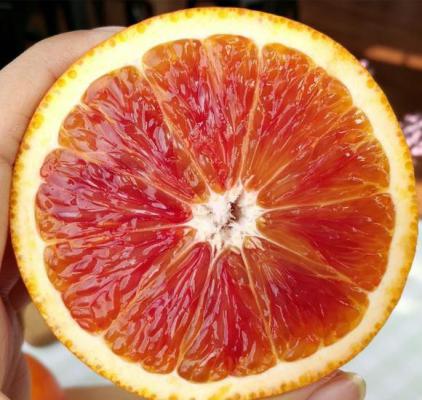 晚红血橙品种好不好？