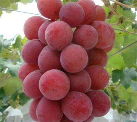 蜀葡1号葡萄品种好不好？