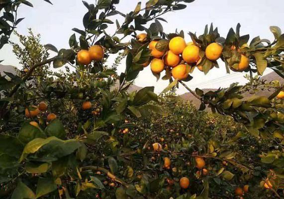 华蜜无核贡柑品种好不好？