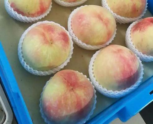 晚湖景桃品种好不好？