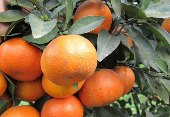 粤引默科特橘橙品种好不好？