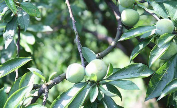 巴山脆李品种好不好？