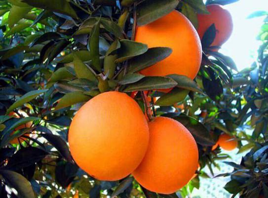 黔橙2号脐橙品种好不好？