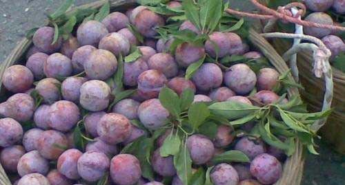 云开1号三华李品种好不好？