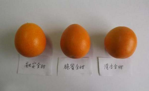 脆蜜金柑金柑品种好不好？