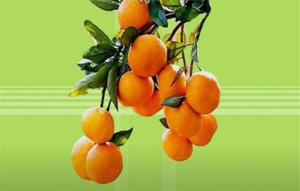 牛肉红朱橘柑橘品种好不好？