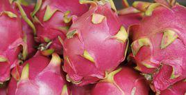 粉红龙火龙果品种好不好？