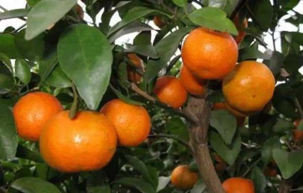 华晚无籽沙糖橘品种好不好？