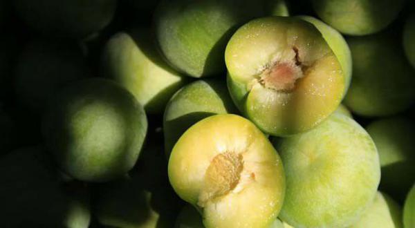 羌脆李品种好不好？