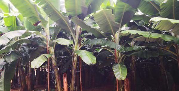 中蕉4号香蕉品种好不好？